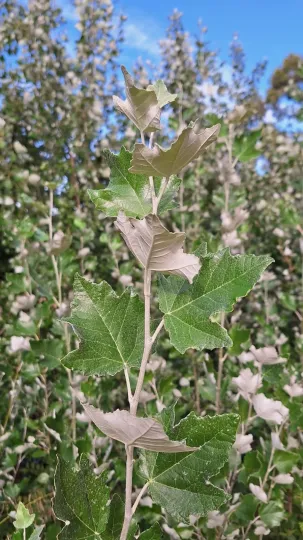 Hybrid White Poplar
