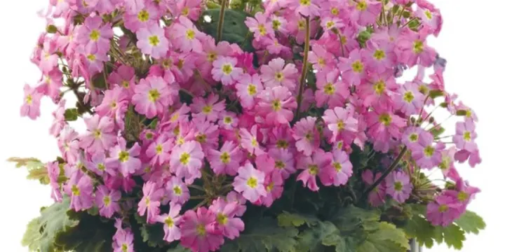 Примула Фильхнера