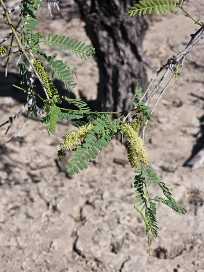 Prosopis articulata