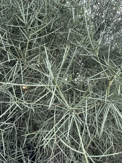 Prosopis kuntzei