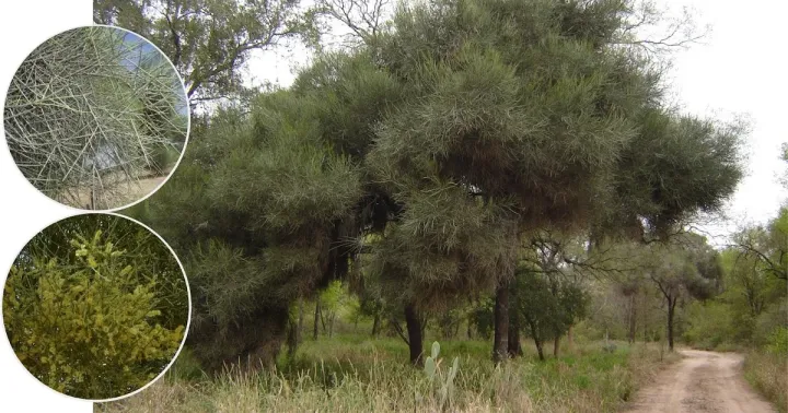 Prosopis sericantha