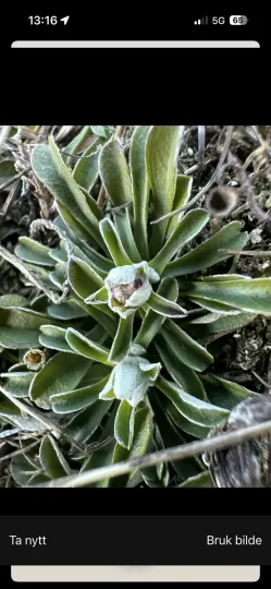 Antennaria dioica