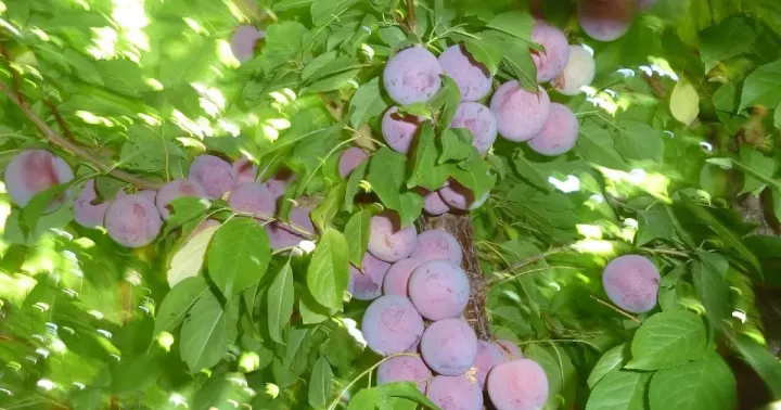 Mariana Plum