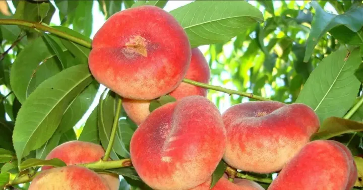 Saturn peach