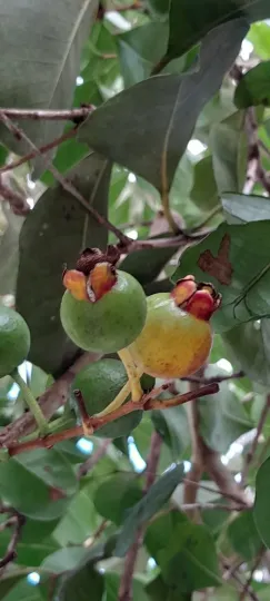 Cattley Guava