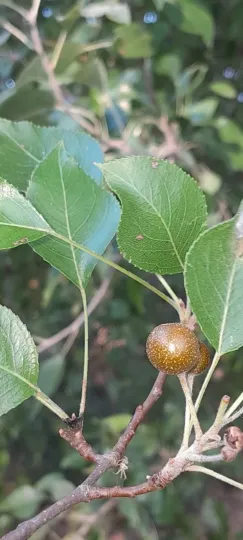 Birchleaf pear