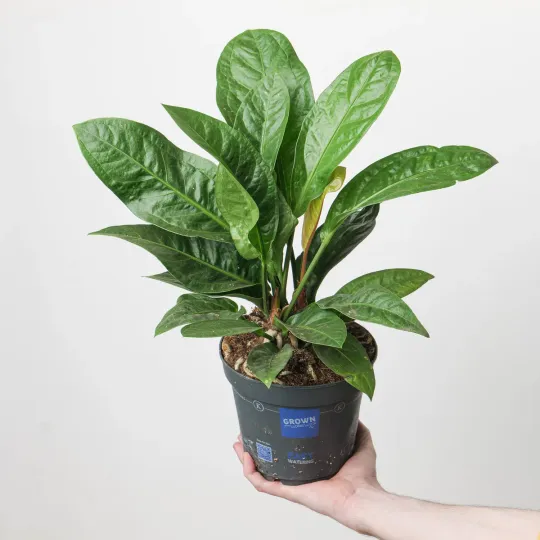 Anthurium crassinervium