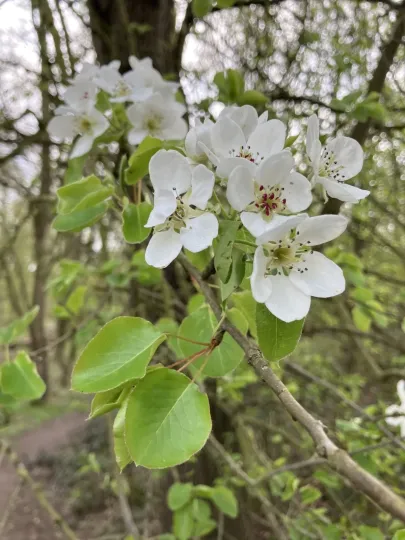 Common pear
