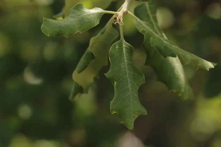 Portuguese oak