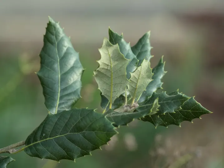 Holly oak ballota