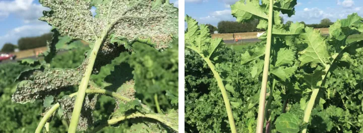 Raphanobrassica