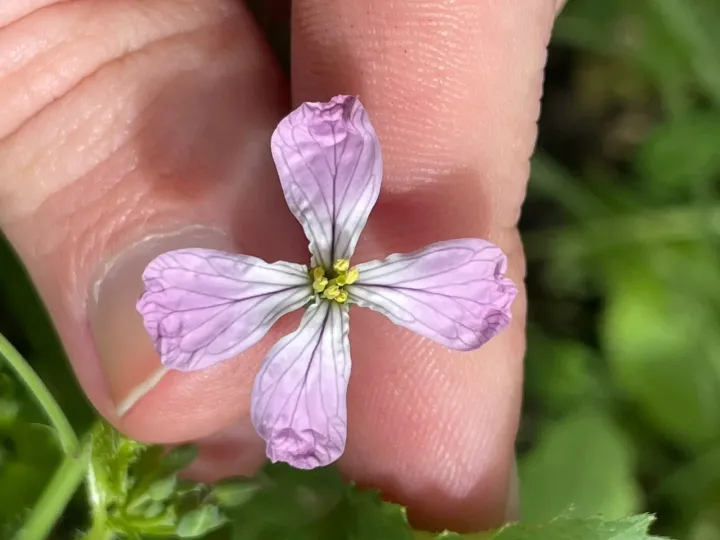 Japanese radish