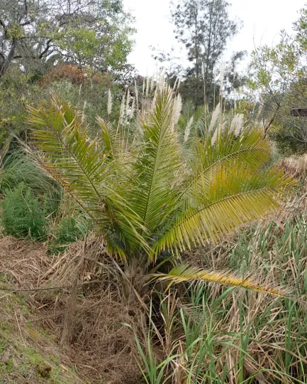 Majestic palm