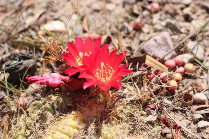 Rebutia minuscula