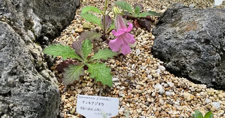 Rehmannia piasezkii