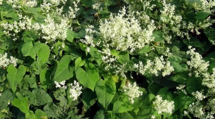 Polygonum multiflorum