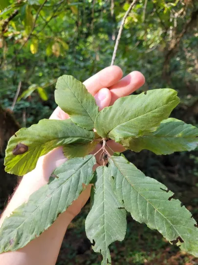 Cascara buckthorn