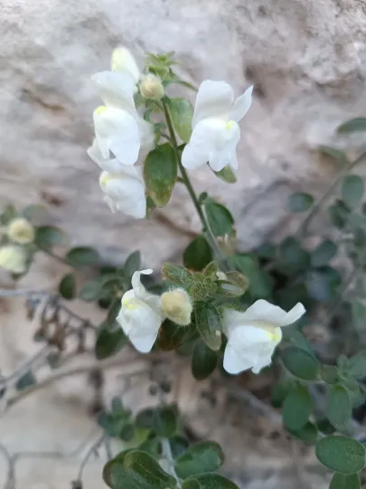 Soft snapdragon