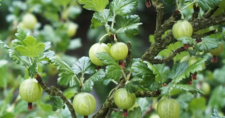 Gooseberry