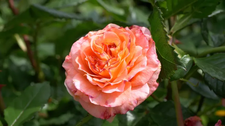 Grandiflora rose