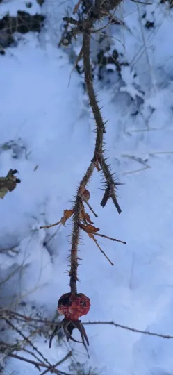 Шипшина зморшкувата
