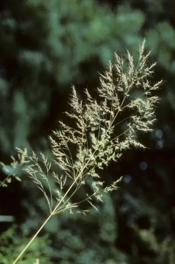 Loose silky-bent