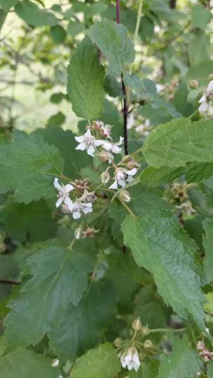 Hawthorn-leaved raspberry