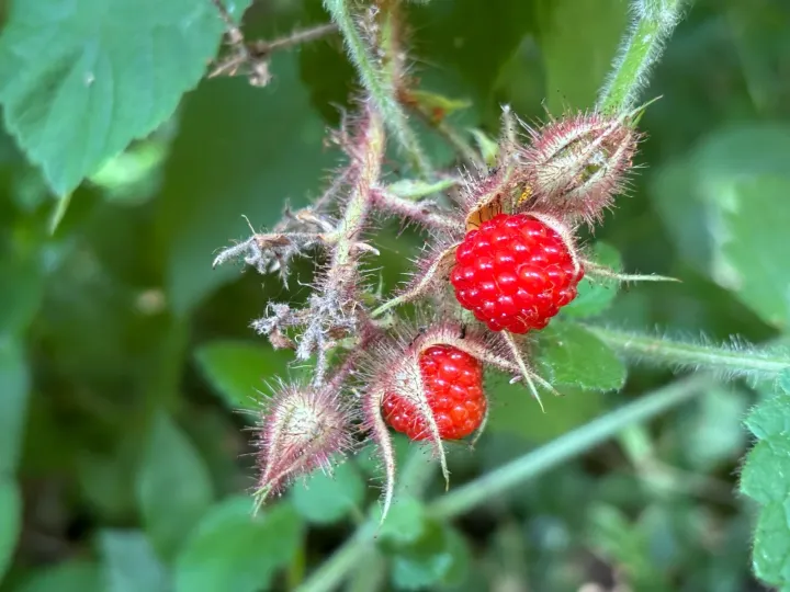 Wineberry