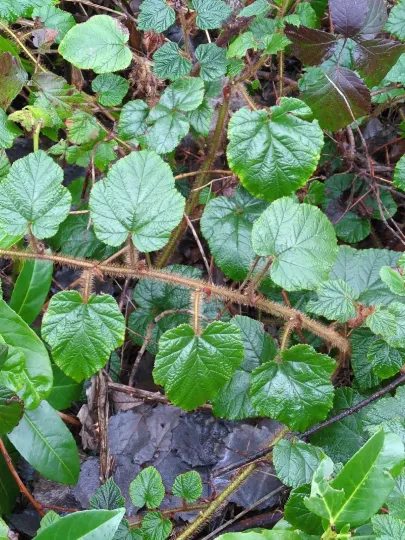 Rubus tricolor Focke
