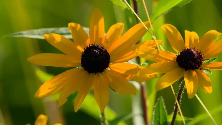 Orange coneflower