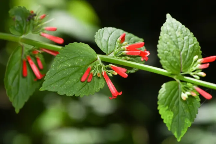 Russelia sarmentosa