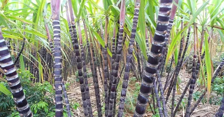 Robust sugarcane