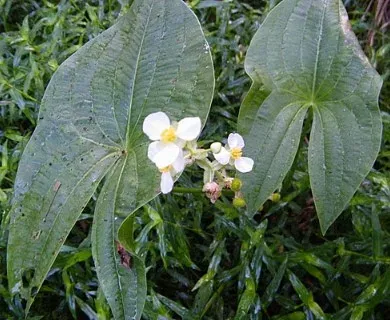 Southern arrowhead
