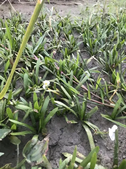Sagittaria pygmaea Miq.