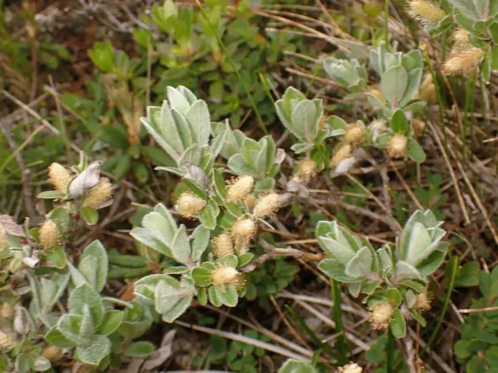 Salix dasyclados
