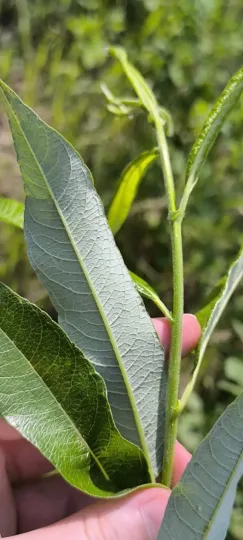 Buryat basket willow