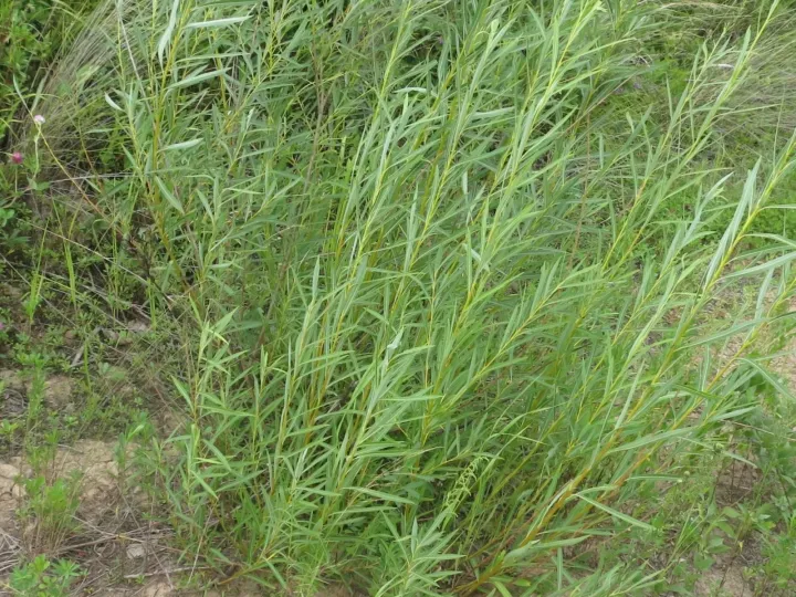 Miyabe willow