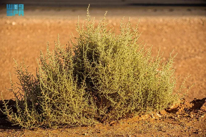 Salsola vermiculata