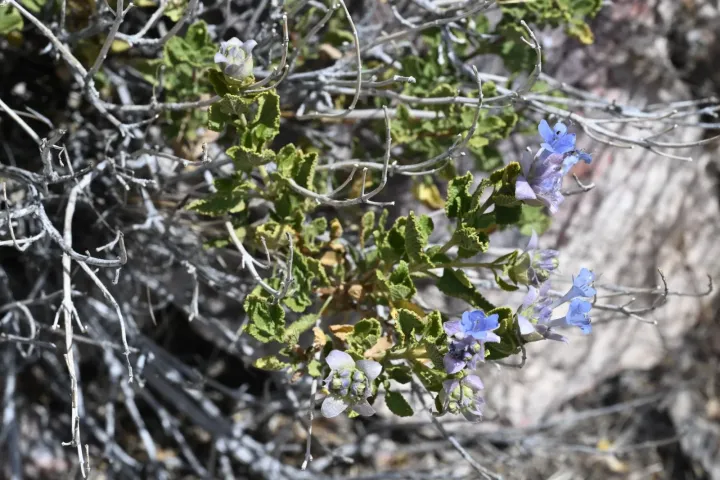 Mojave sage