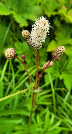 Sanguisorba tenuifolia
