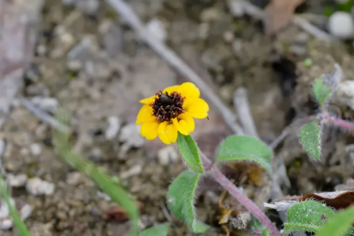 Creeping zinnia