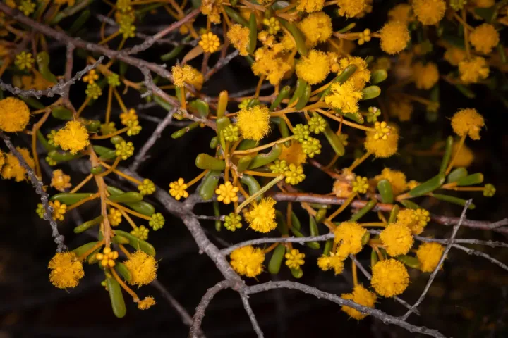 Acacia spathulifolia