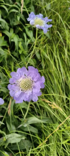 Scabiosa caucasica