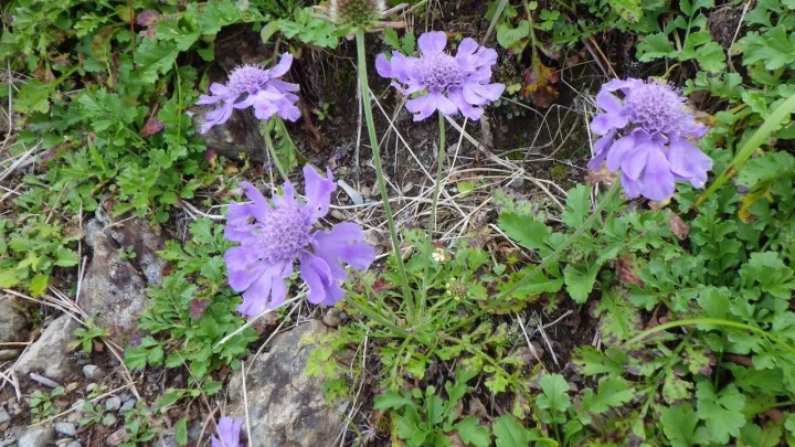 Japanese pincushion flower