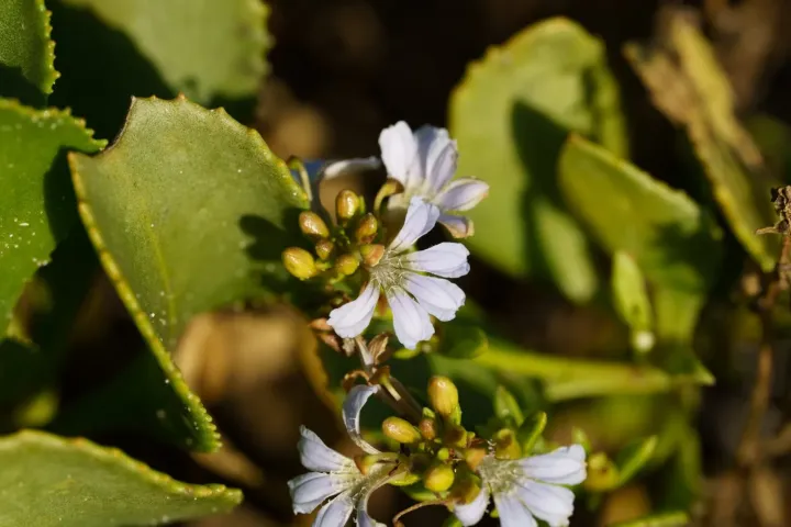 Thick-leaved Fan Flower