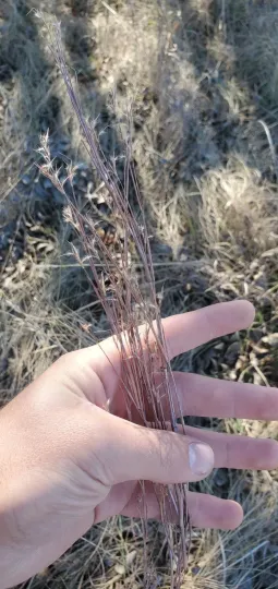 Little bluestem