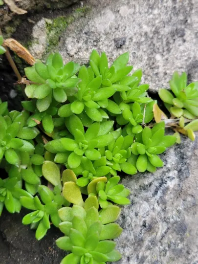 Stringy stonecrop