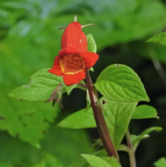 Seemannia nematanthodes x Seemannia sylvatica