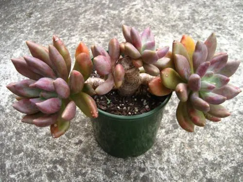Sedeveria