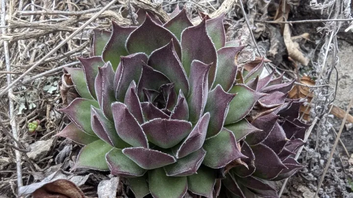 Sempervivum marmoreum